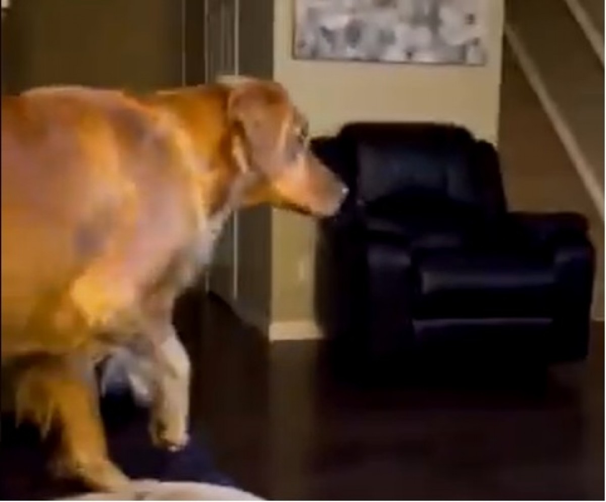 La reacció del gos s'ha fet viral a les xarxes
