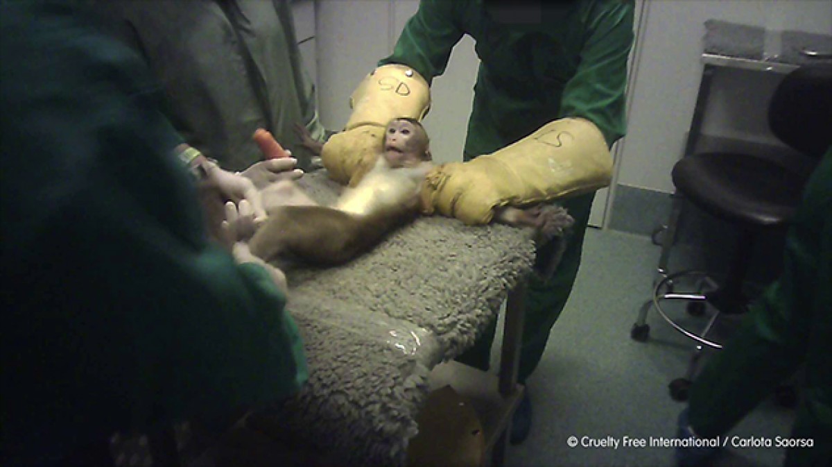 Imatge d'un mico sent punxat una injecció mentre es resisteix