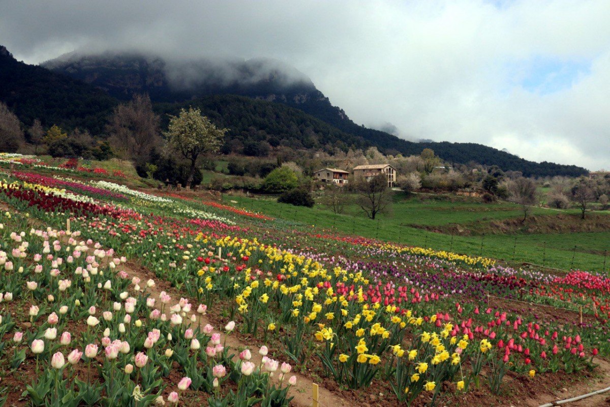 Pla obert de la zona on s’han plantat 150.000 tulipes a Coforb (Berguedà)