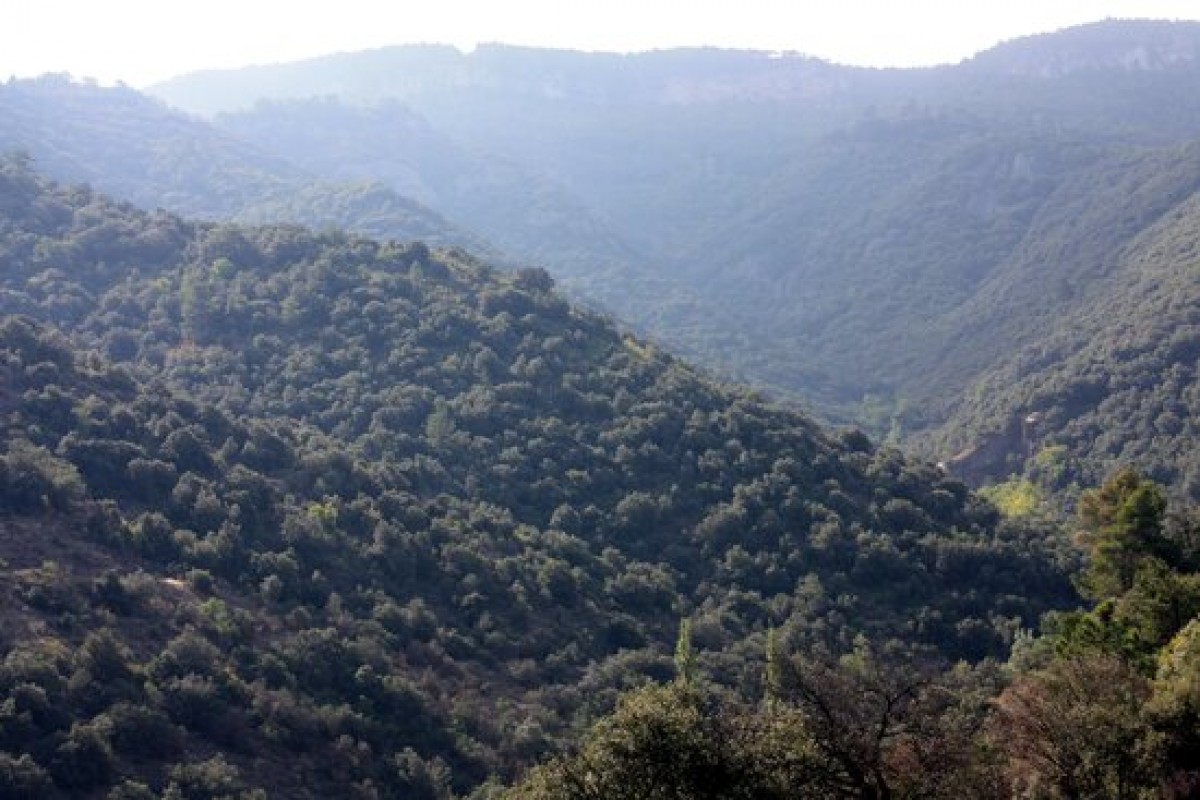 Pla general de l'entorn del Bosc de Poblet, a les Muntanyes de Prades. 