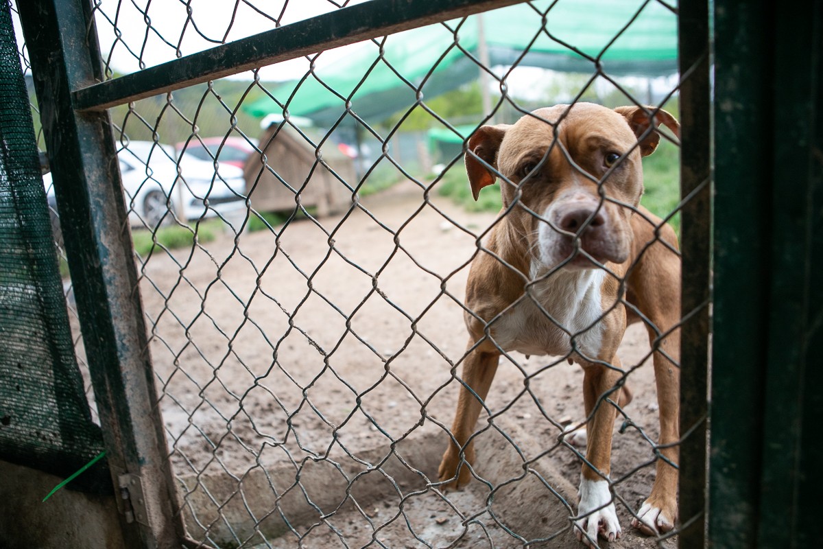 Un gos rere una gàbia, en una imatge d'arxiu.