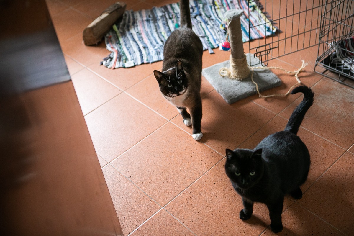 Imatge d'arxiu de dos gats a la protectora d'animals de la Garrotxa