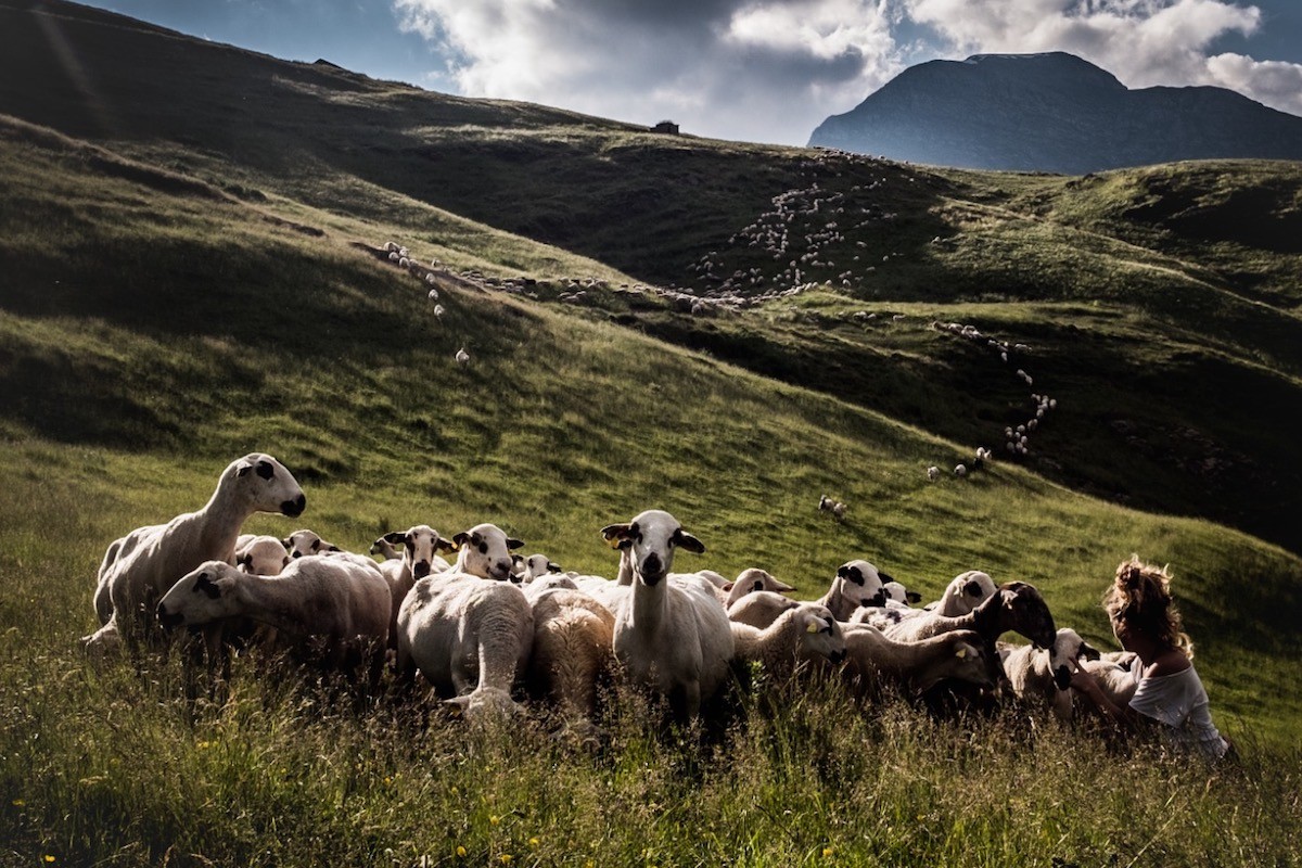 Ramat d’ovelles xisquetes en un prat del Pallars