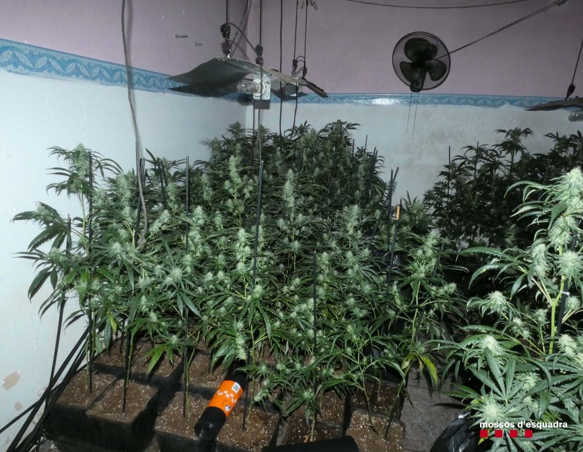 Plantació de marihuana a Terrassa. 
