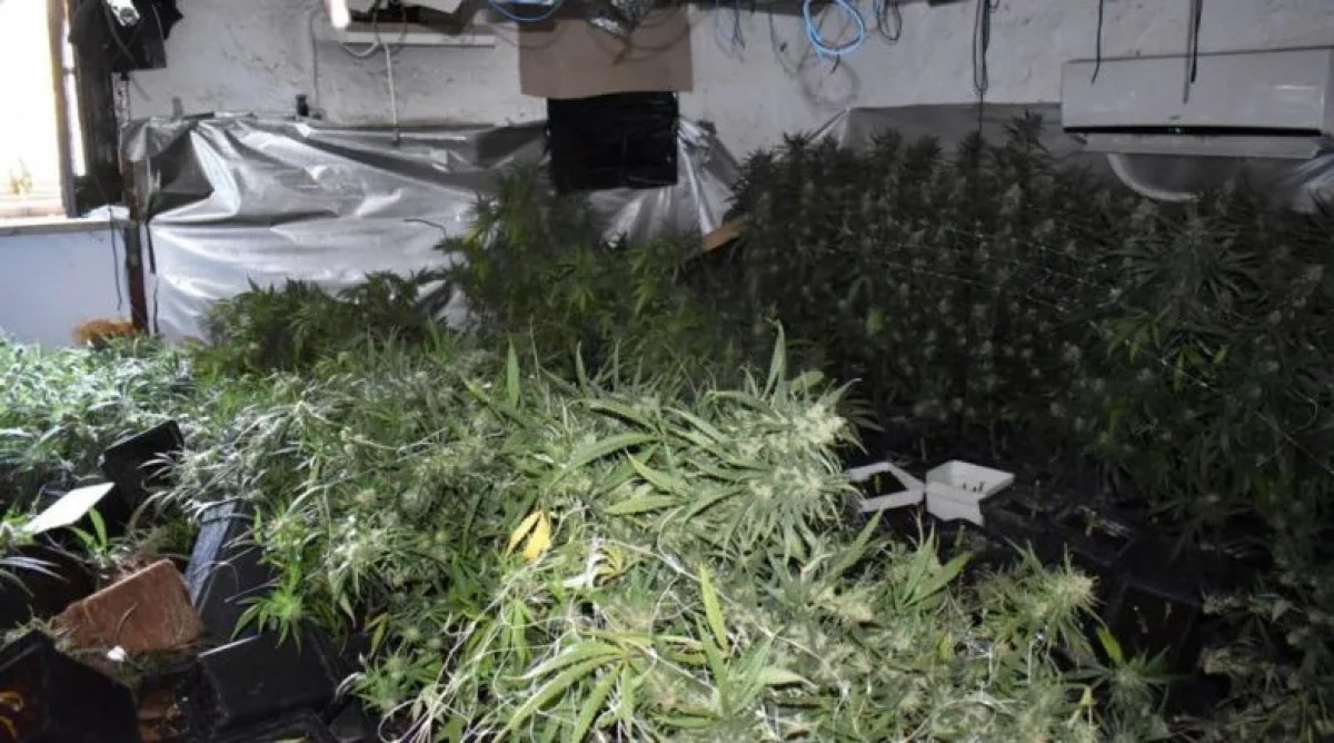 Una de les plantacions indoor de marihuana intervingudes al Baix Montseny