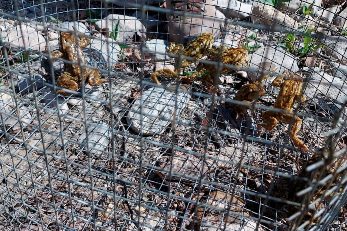 Detall dels gripaus atrapats al bussó