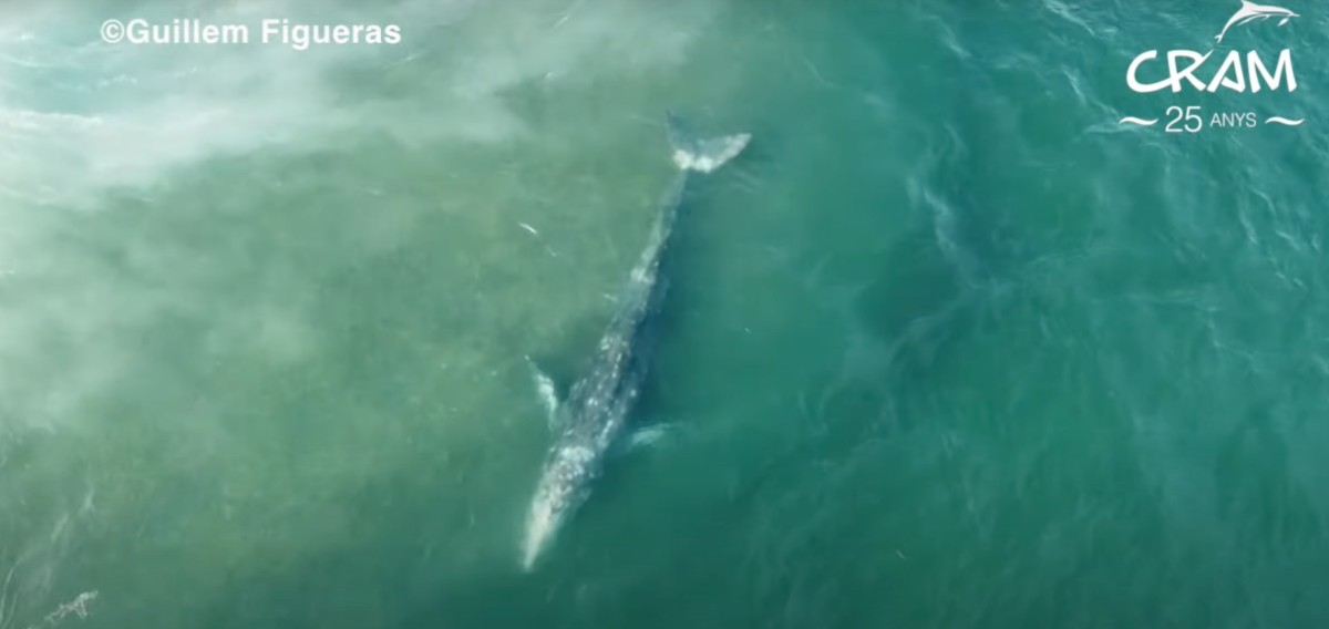 La balena grisa Wally, en un vídeo del CRAM a la costa de Barcelona.