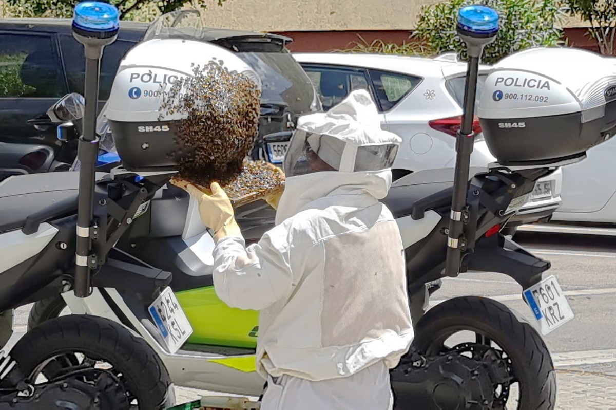 L'eixam d'abelles al vehicle policial 