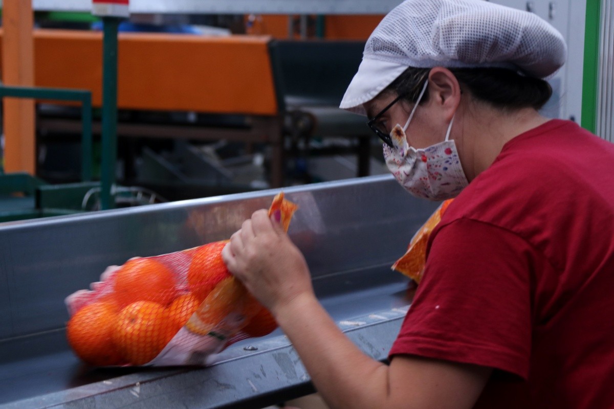 Una treballadora de l'Exportadora d'Agris d'Alcanar recollint una bossa de taronges.