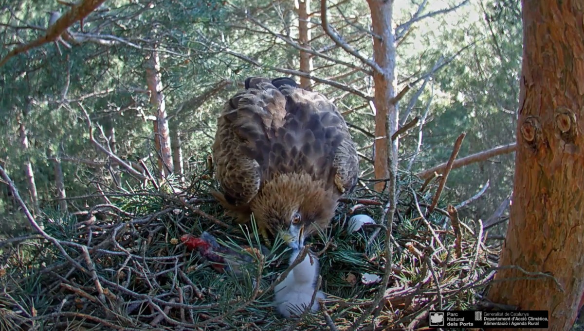 Captura del vídeo on es pot veure el naixement del primer pollet d'àguila calçada de la temporada.
