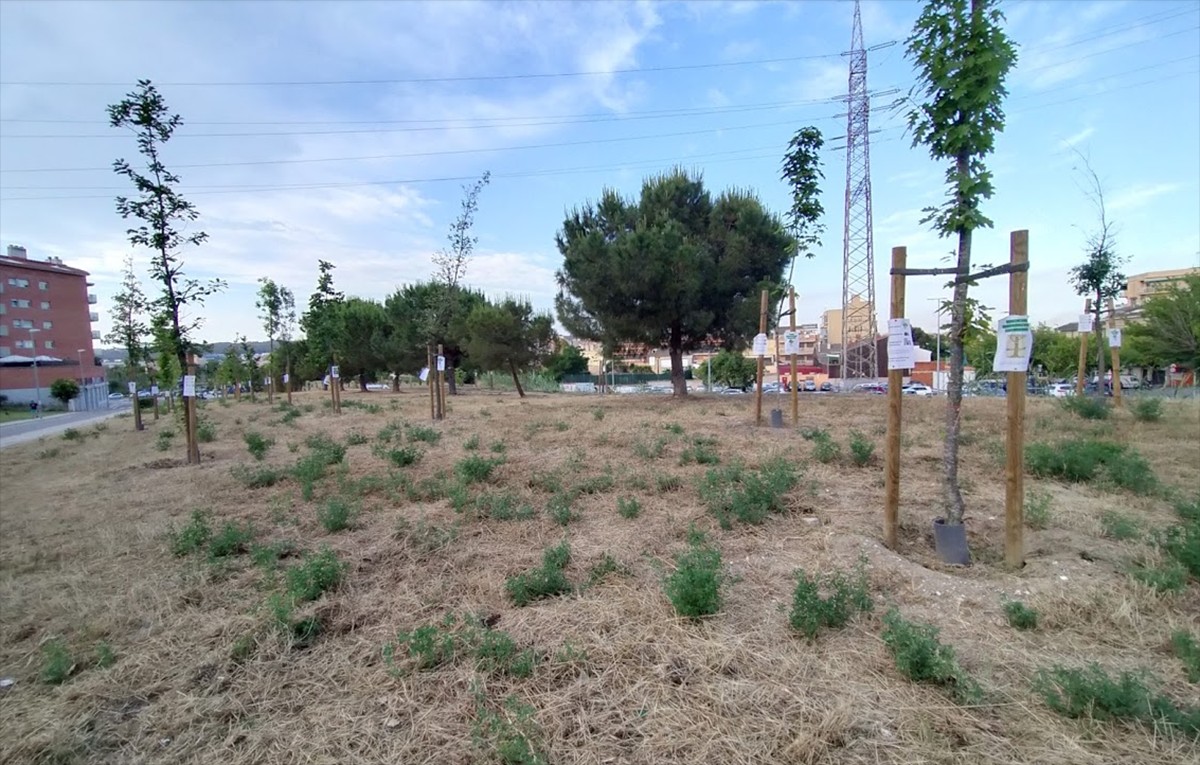 Una zona verda a Sant Jordi Park