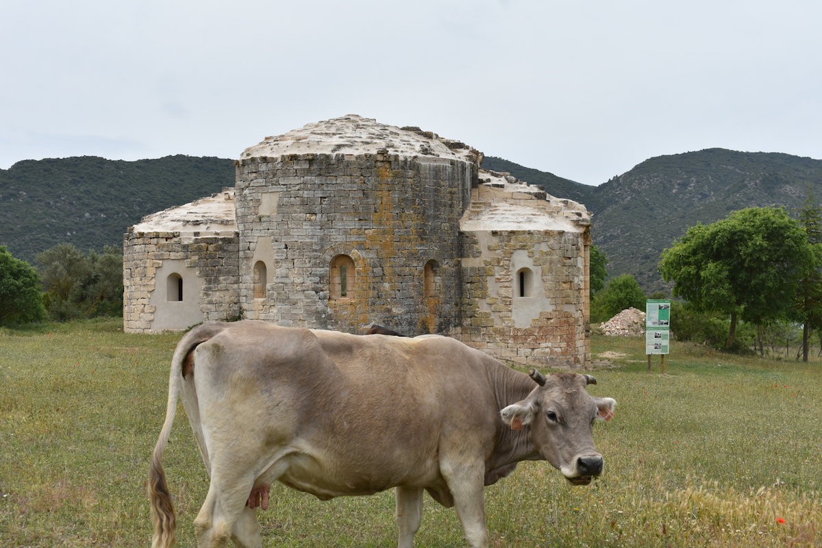 Una vaca pasturant pel davant del monestir