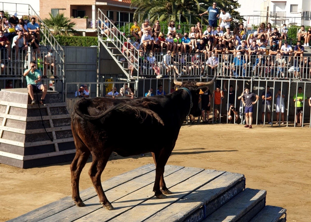 Un bou damunt de la tarima durant la celebració dels actes amb bous a la festa major de l'Ampolla.