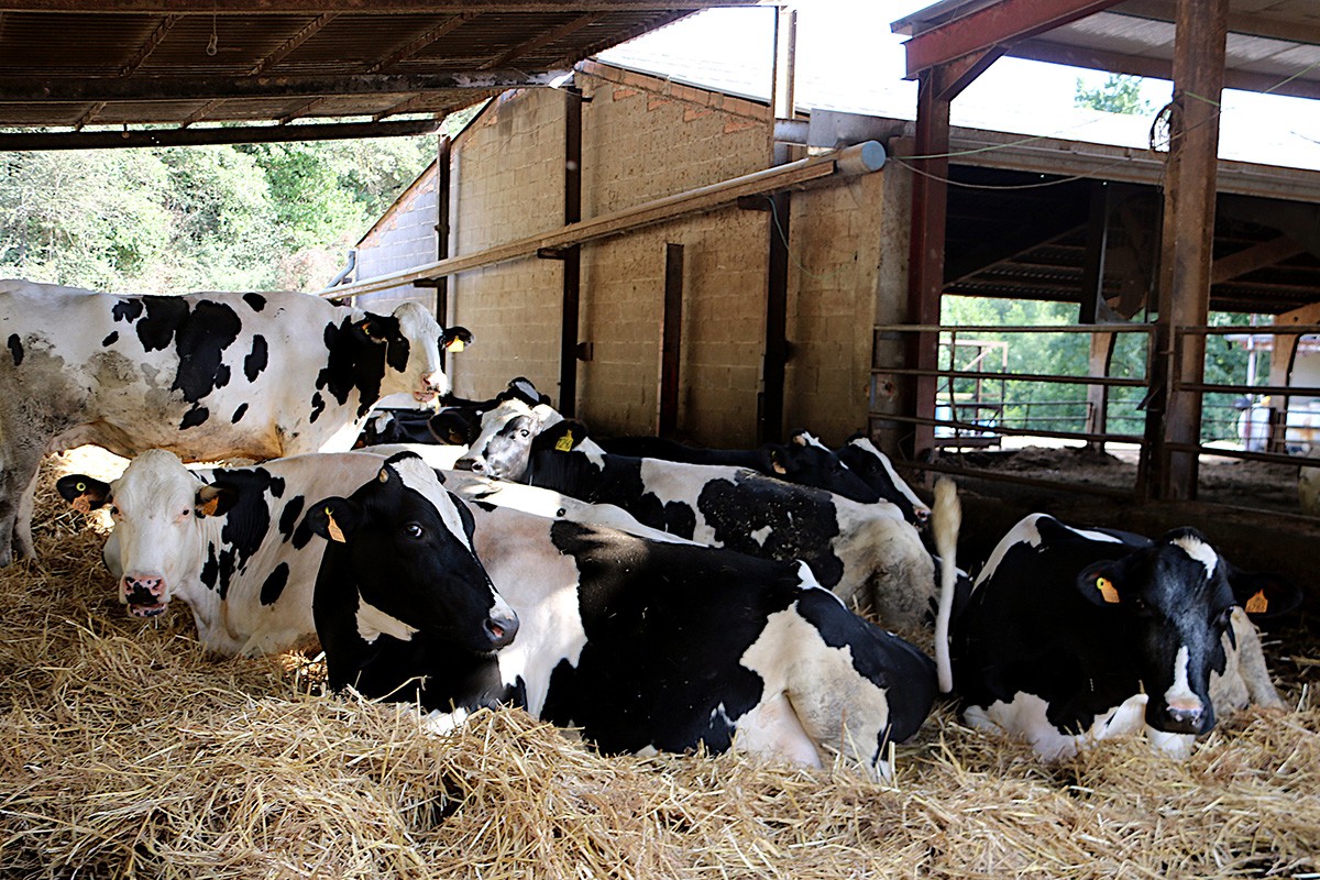 Un grup de vaques en una explotació de Malla