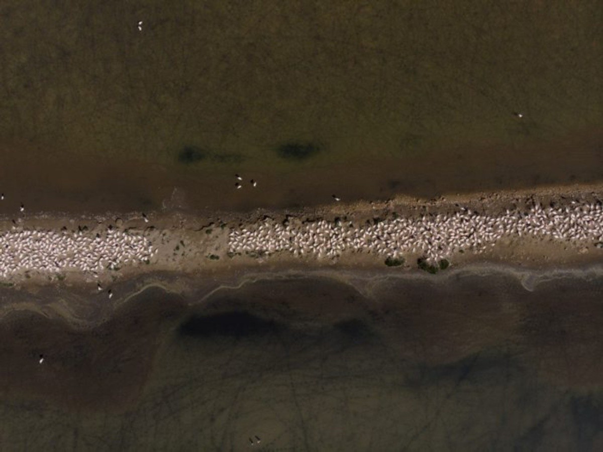 Fragment de la colònia de flamenc rosat en un dic de les salines de la punta de la Banya, el 17 de maig de 2021.