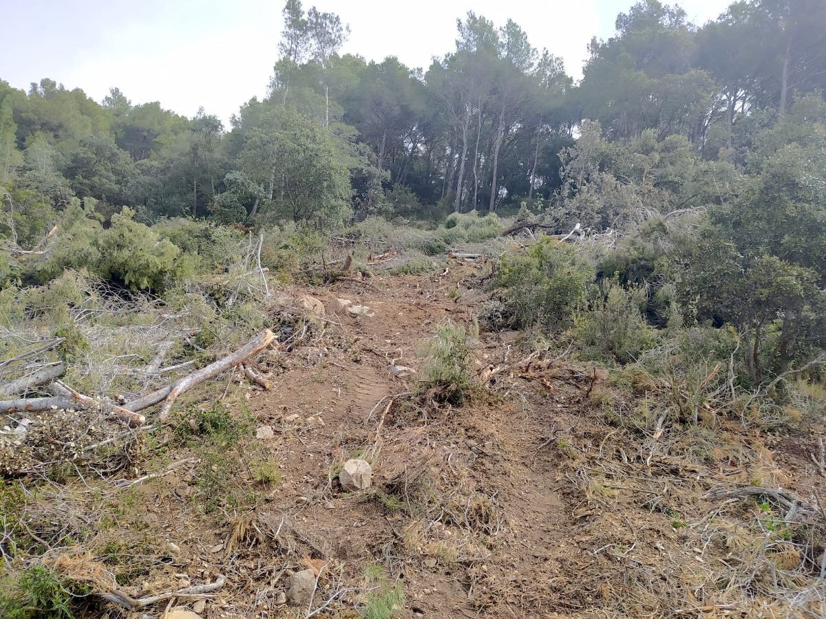 Imatge de la zona on es va fer la tala d'arbres