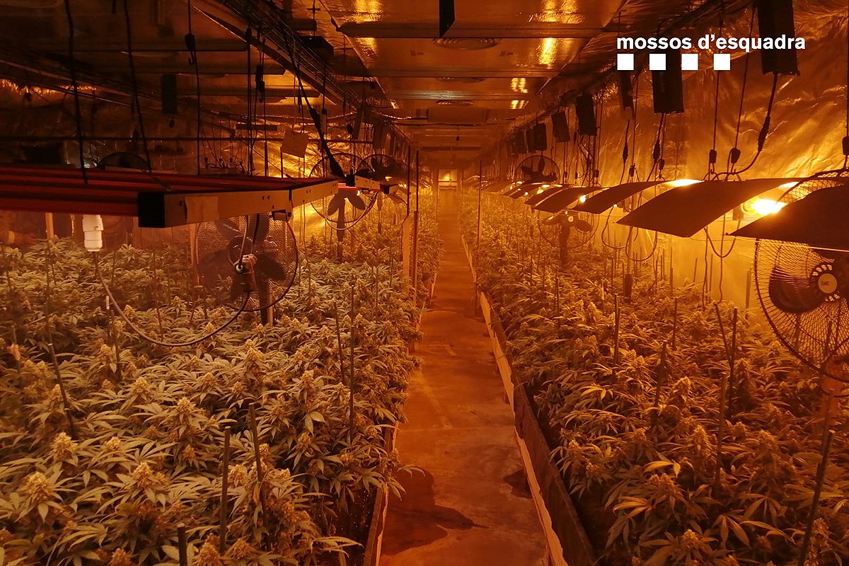 La plantació de marihuana a la nau de Vic