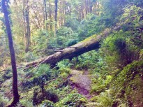 Vés a: Un estudi constata que endinsar-se en un bosc té la capacitat de reduir l'estrès 