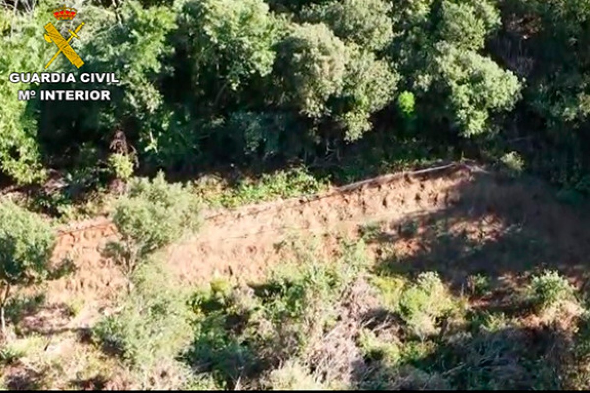 Imatge aèria de la zona on s'han trobat les plantacions