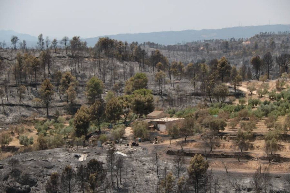 Zona cremada a la Ribera d'Ebre, el 2019.