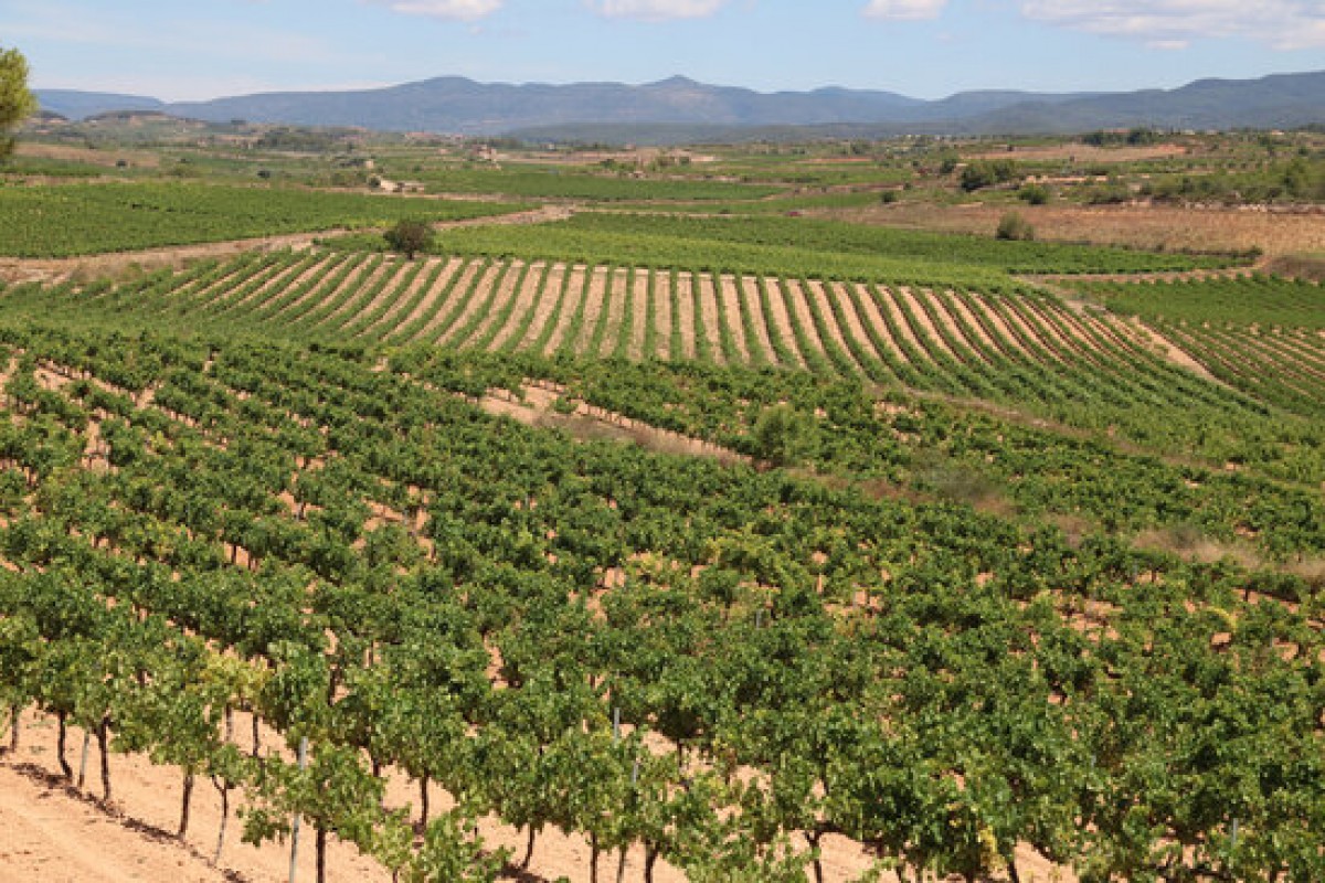 Vinyes de la DO Tarragona, a la comarca de l'Alt Camp, amb la muntanya de Miramar al fons