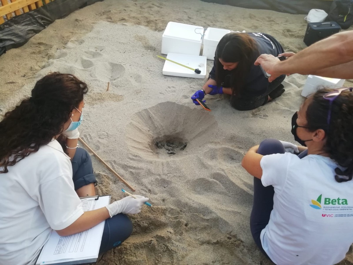 Voluntaris desenterrant els ous que encara quedaven al niu de la platja del Miracle de Tarragona.