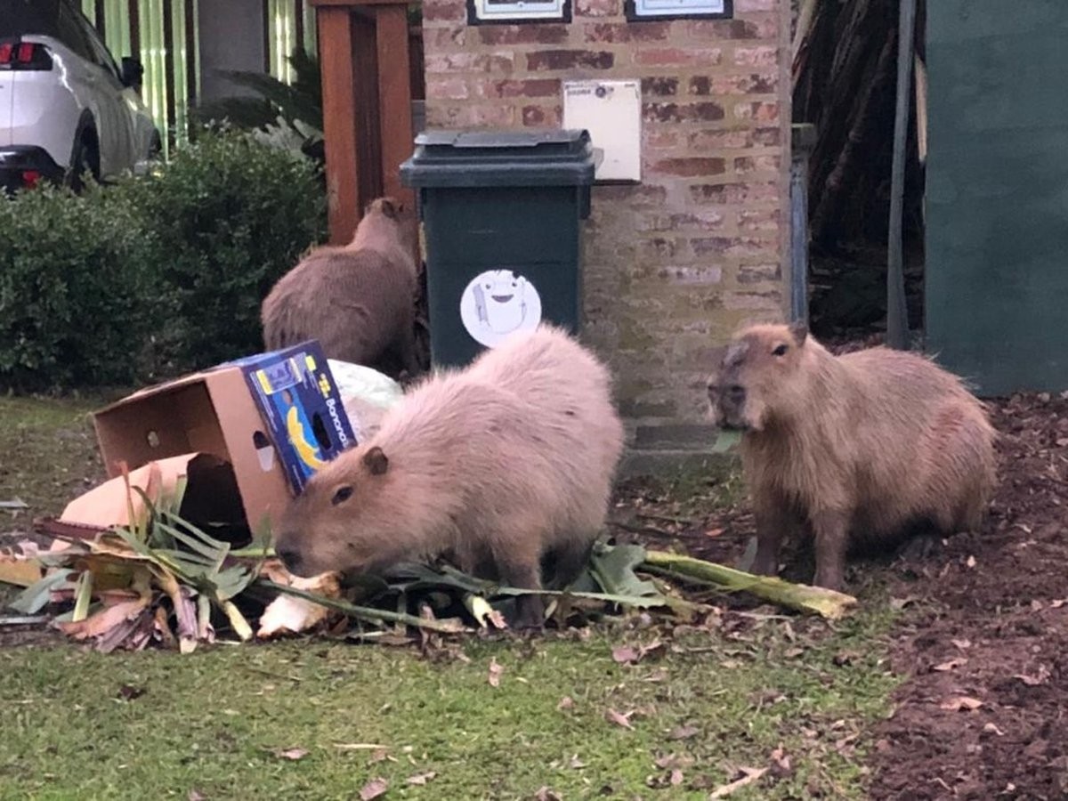 Capibares buscant menjar entre les escombraries