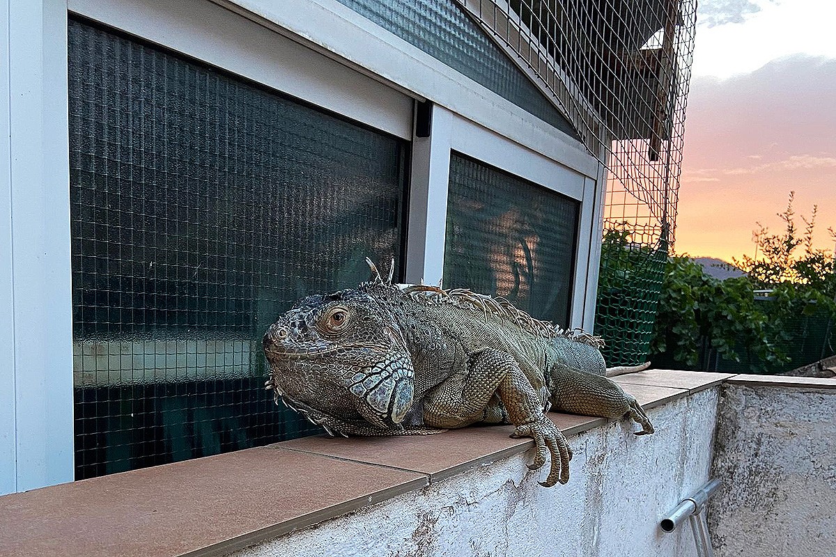 La iguana, al terrat del carrer Bailèn de Manresa