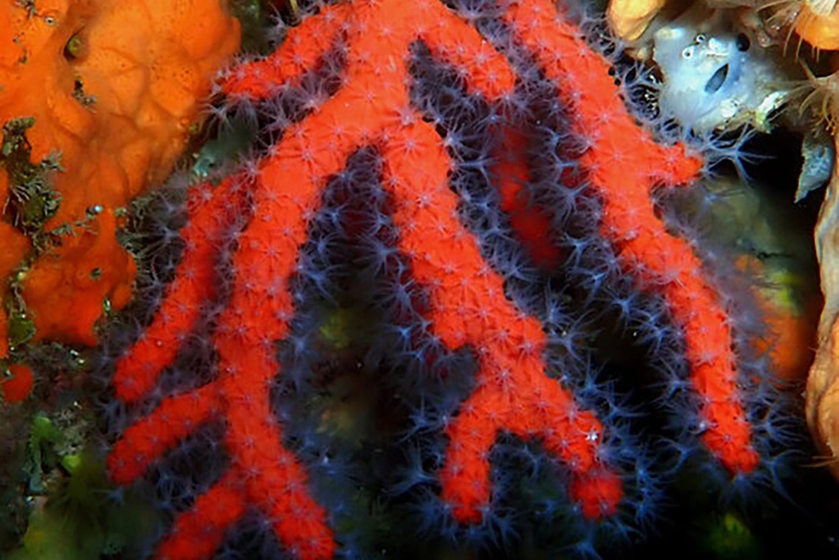 La imatge de coral vermell extreta 