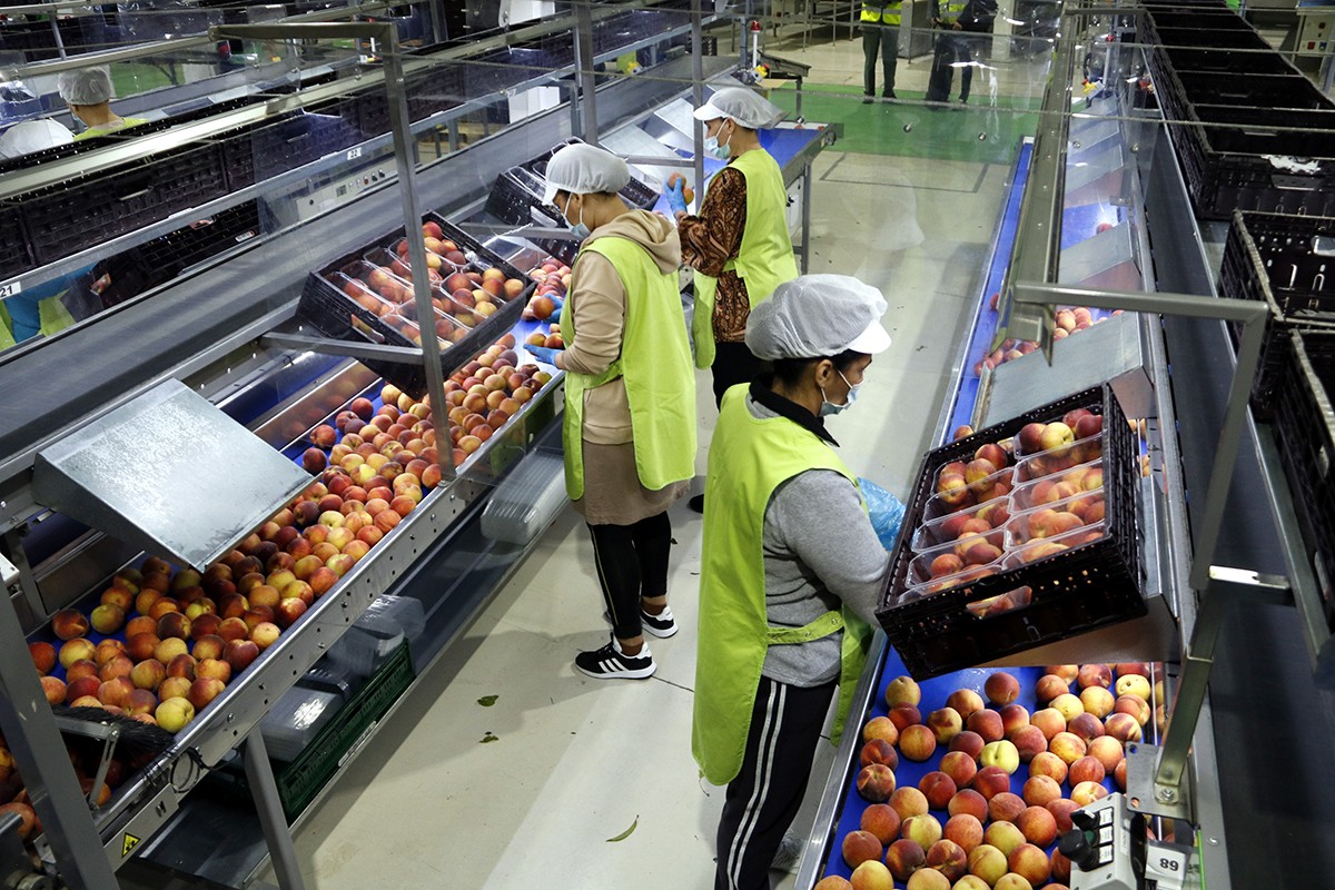 Treballadores en una línia de producció d'una central fructícola a Albatàrrec fent tria de nectarines.