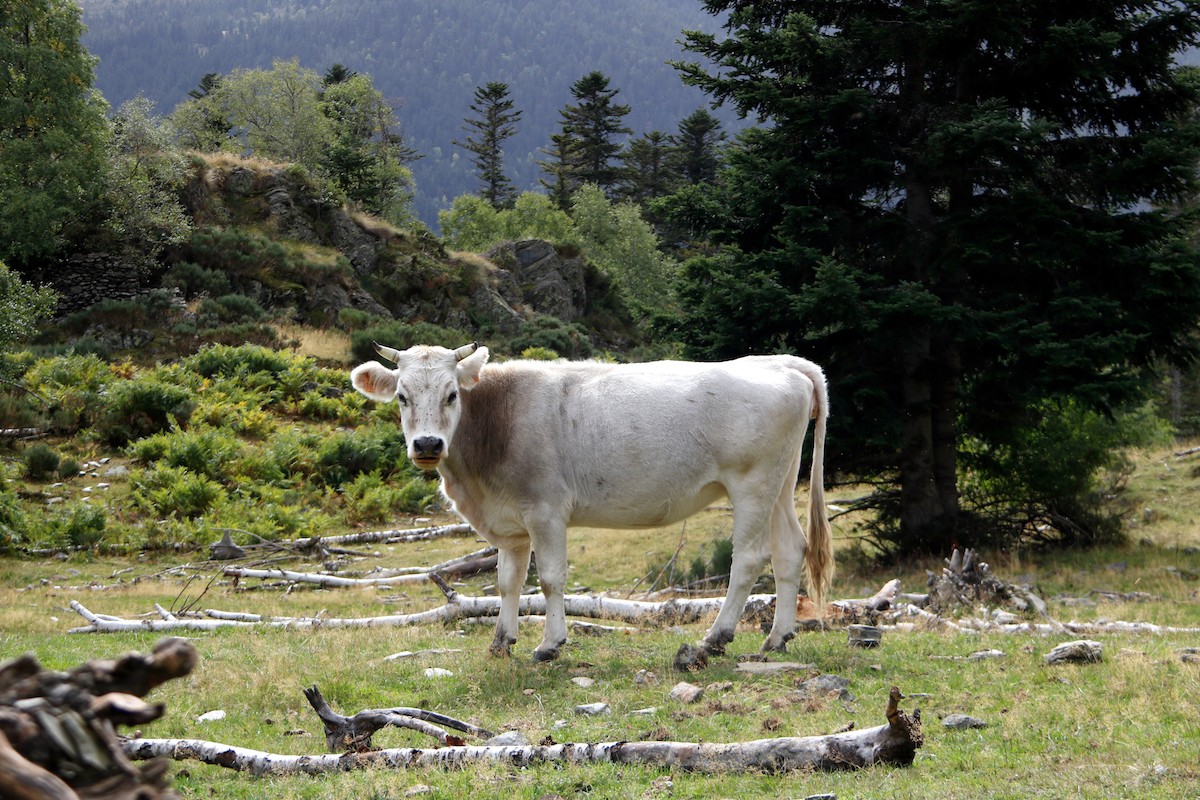 Pla general d’una vaca de raça pallaresa