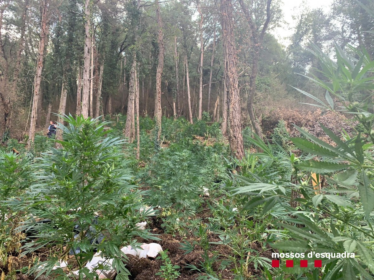Desmantellen una plantació de 1.050 plantes de marihuana en una zona boscosa de Cercs