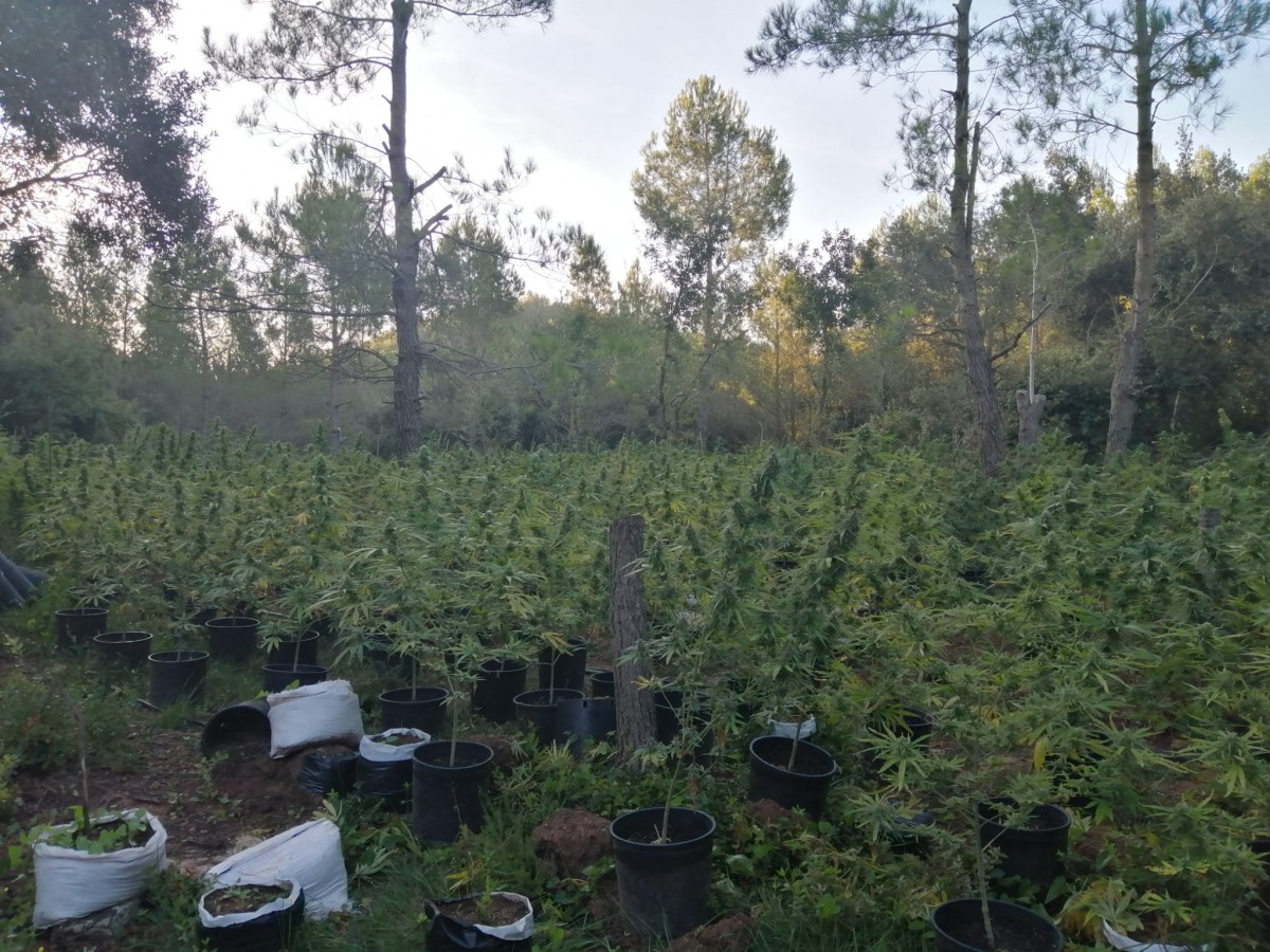 Els Mossos d'Esquadra han localitzat dues plantacions de marihuana -una al costat de l'altra- al terme de Mont-ral.