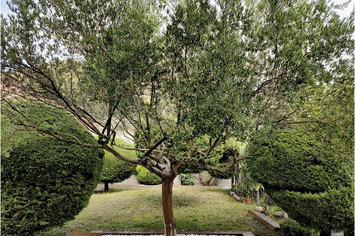 El cementiri de Sant Vicenç tindrà un arbre dels records