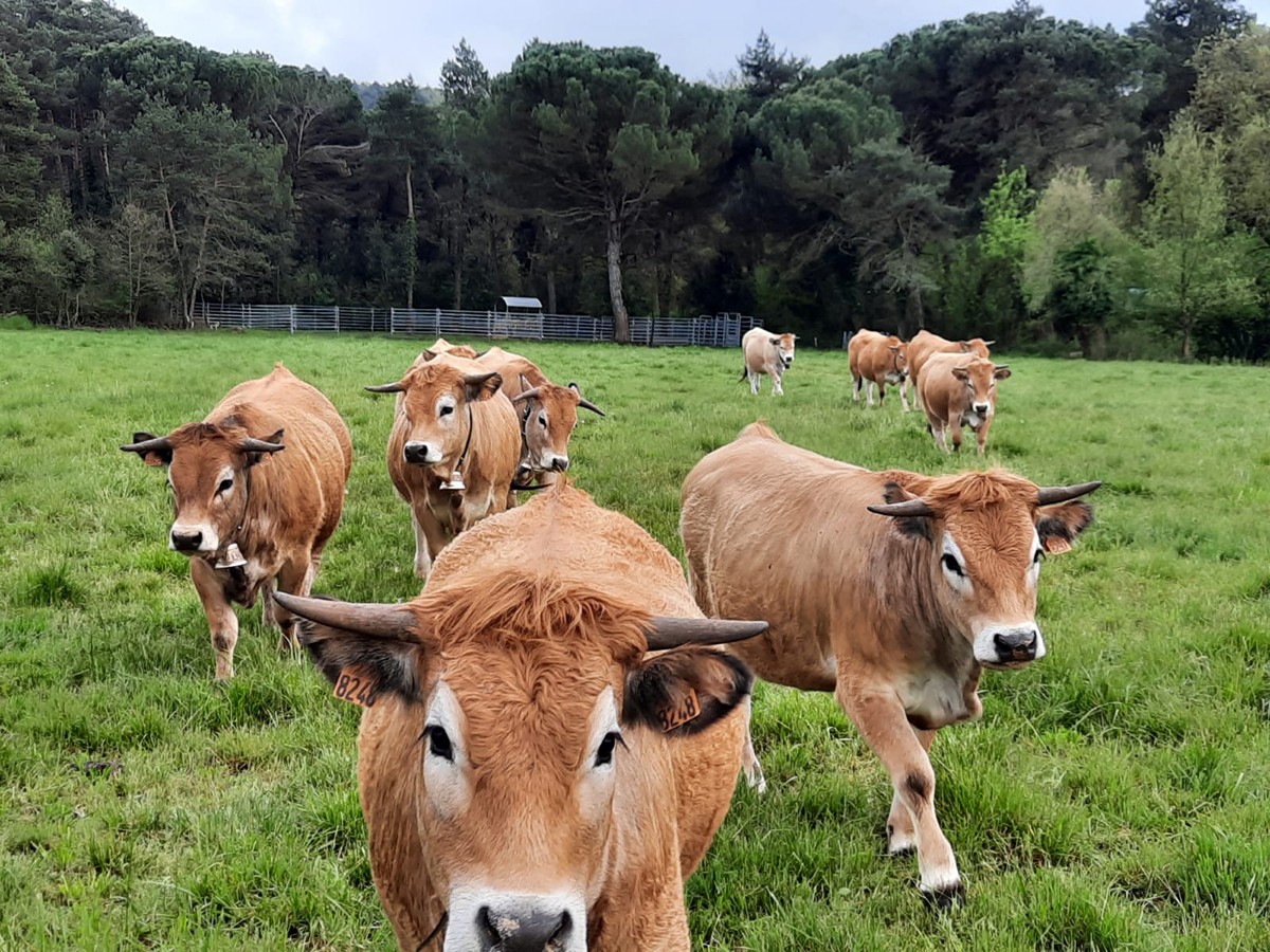 Un ramat de vaques pasturant en una zona del Parc Natural del Montseny i Reserva de la Biosfera