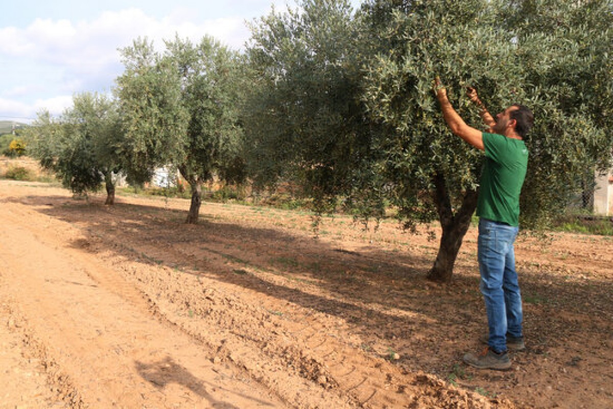 Un pagès mirant la qualitat de les olives en un camp d'oliveres
