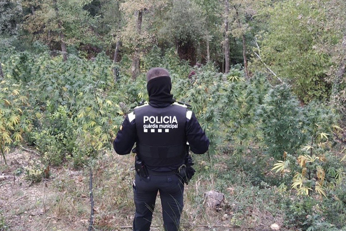 Un guarda municipal amb la plantació de marihuana al bosc de Viladrau.