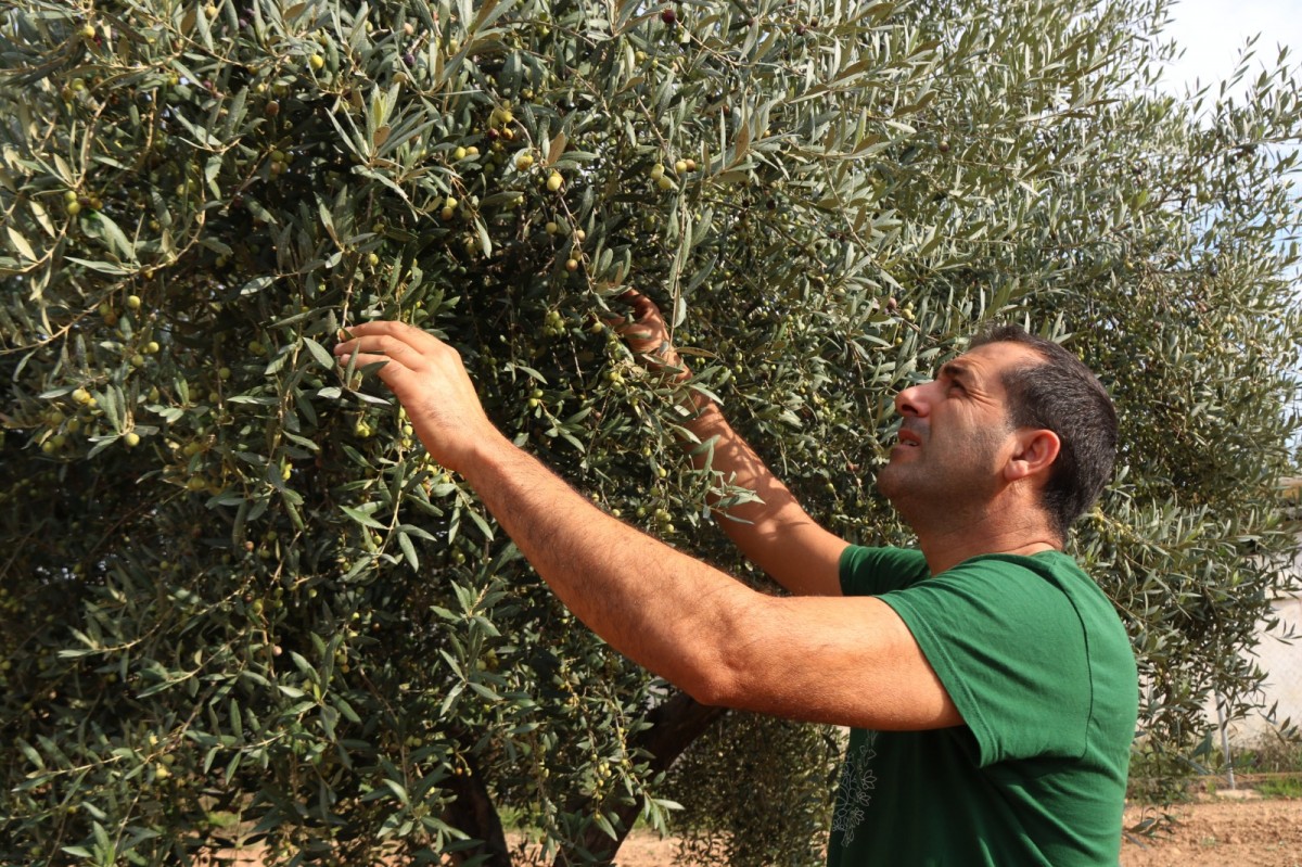 Un pagès avalua la qualitat de les olives del seu camp