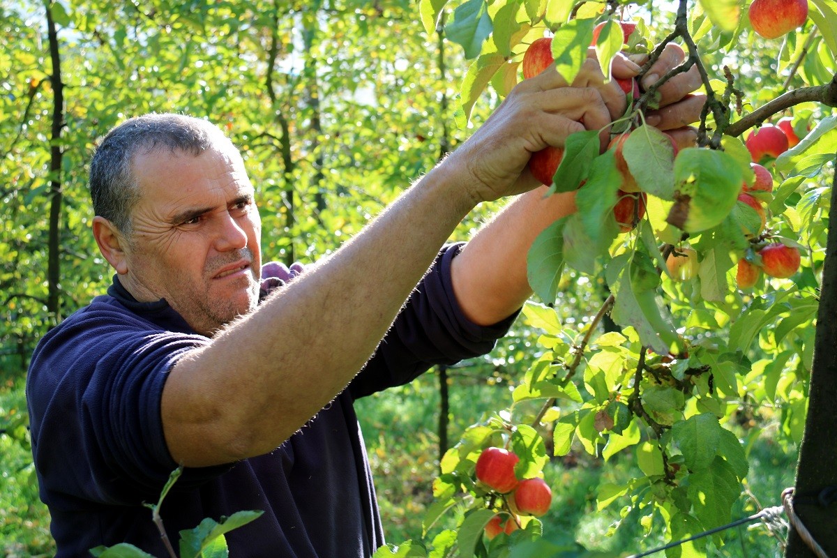 Pla mitjà d'un agricultor mentre recol•lecta poma de muntanya a Sant Llorenç de Morunys