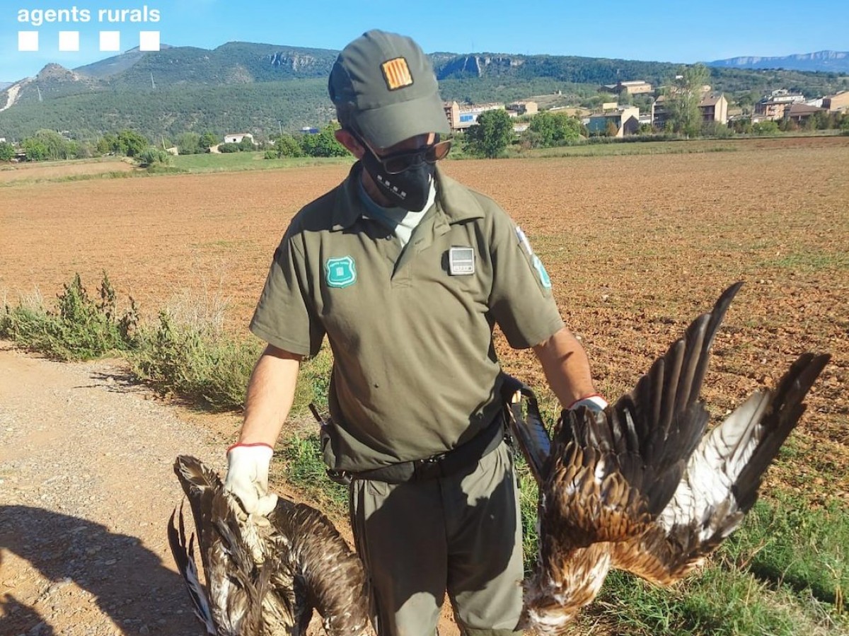 Una agent rural amb els dos ocells morts
