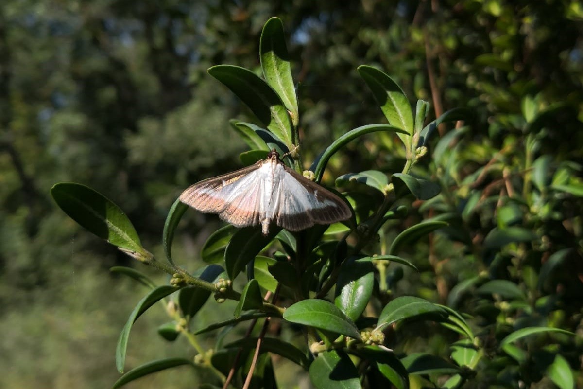 Exemplar adult de papallona del boix (Cydalima perspectalis)