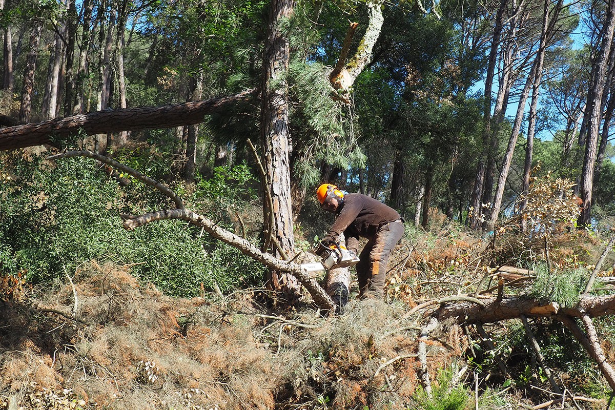 Un treballador forestal fa una aclarida en una pineda en desús