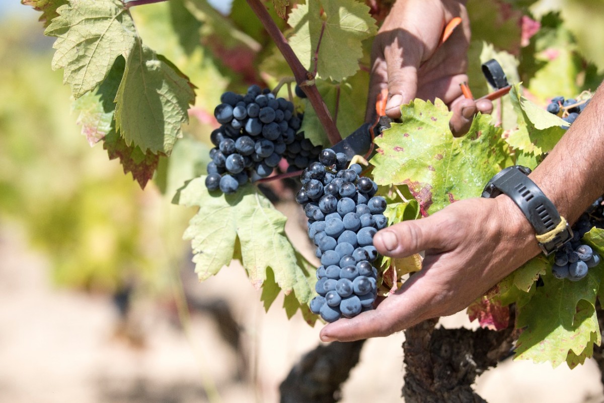 S'avaluarà un extracte procedent de la indústria vitivinícola sense alcohol 