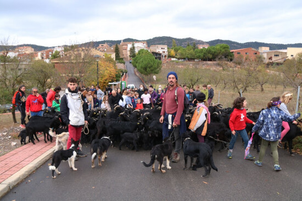 Un ramat transhumant traspassant el municipi d’Ulldemolins en el seu trajecte cap a Alforja, passant per un antic camí ramader