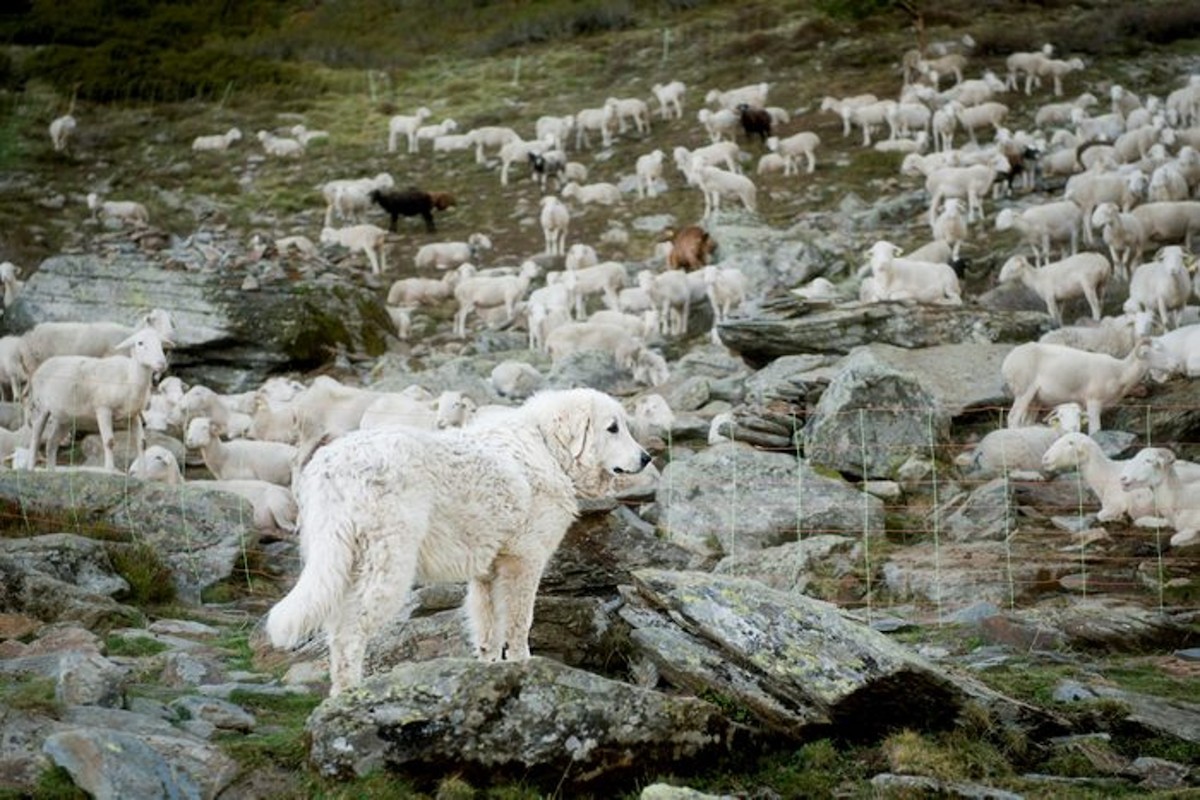 Un gos vigilant uns ramats agrupats en una zona amb presència d'os bru