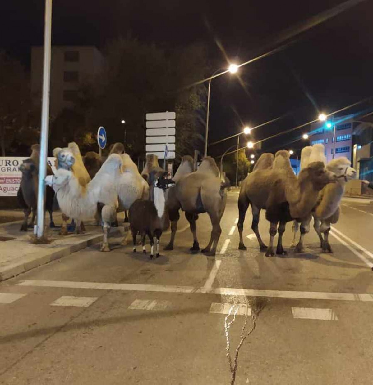 Els animals, en el moment de ser localitzats a Madrid.