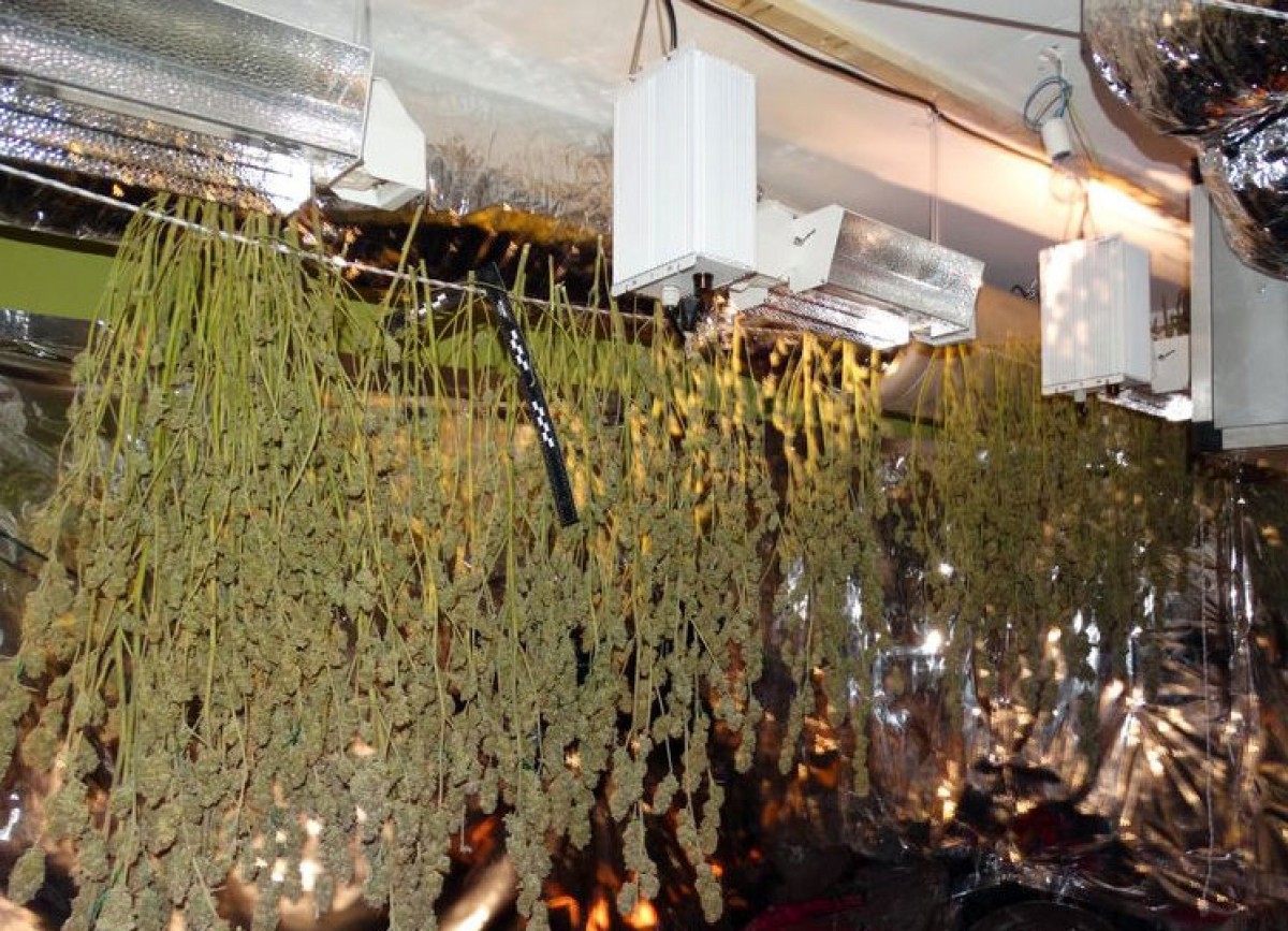 La plantació de marihuana que es va trobar en un pis d'Avinyonet de Puigventós.