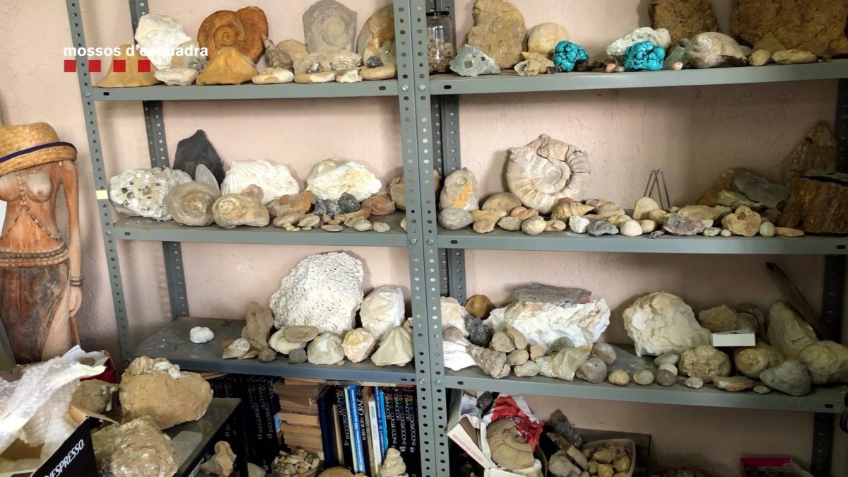 Imatge dels fòssils que l'arrestat guardava a l'interior de casa seva