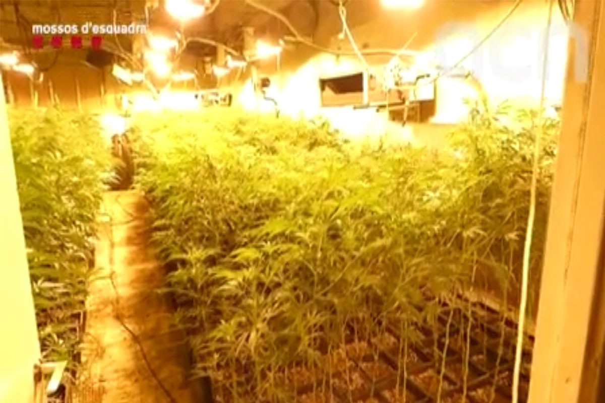 Plantació de marihuana desmentallada a Llinars del Vallès