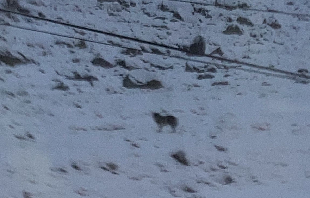 Imatge del llop d'estirp italiana vist a la boca sud del túnel de Vileha
